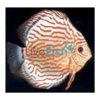 Red Turquoise Discus 9cm