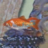 Comet Red & White 7cm