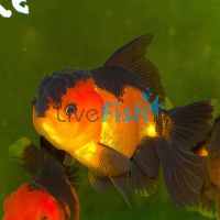 Red & Black Oranda 9cm