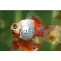 Red & White Butterflytail 5cm