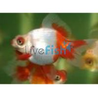 Red & White Butterflytail 9cm 