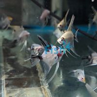 Red Devil Angelfish 3.5cm - Juvenile