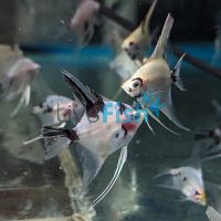 Red Devil Angelfish 4.5cm - Juvenile