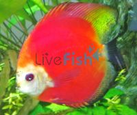 Marlboro Red Discus 7cm (Stendker)