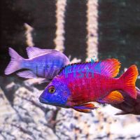 Red Empress 10cm