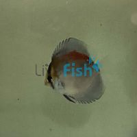 Red Golden Crown Discus 7cm