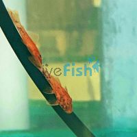 Red Marble Bristlenose Catfish 3.5cm