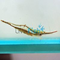 Red Nose Shrimp 2.5cm