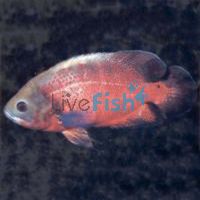 Red Oscar 4cm