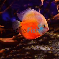 Red Passion Discus 5cm