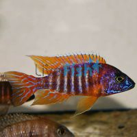 Red Peacock 7cm