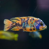Orange Blotch - Zebra OB 5cm