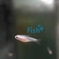 Red Scarlet Kogal Tetra 2cm