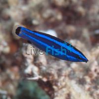 Red Sea Four Line Wrasse - Medium
