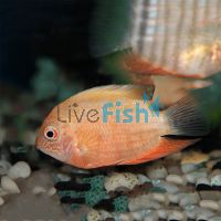 Red Severum 3.5cm