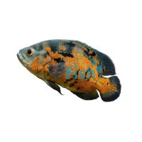 Red Tiger Oscar 4cm 
