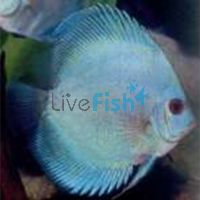 Red & White Discus - Ip Discus 5cm