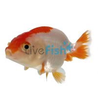 Red & White Ranchu 9cm