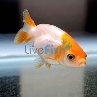 Ranchu Red and White 12cm