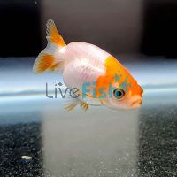 Red & White Ranchu 5cm