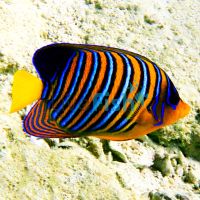 Angelfish Regal (Juvenile) - Small 
