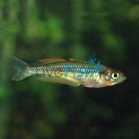 Rhad - Teehwah Creek 4cm