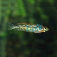 Blue Green Coldstream River NSW 2.5cm