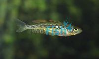 Rhadinocentrus Rainbow Tin Can Bay 3.5cm