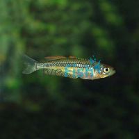 Rhad - Soft Spined Rainbow 3.5cm
