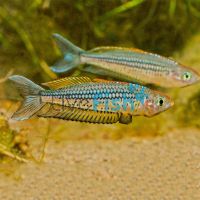Rhad - Bribie Island 3cm