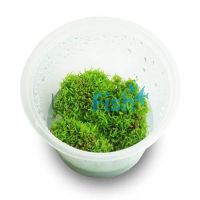 TC - Riccia