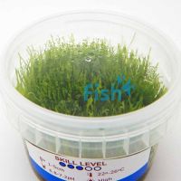 Riccia Tissue Culture Tub