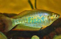 Ridler Creek Rainbow 5cm