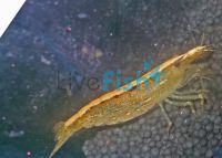 Riffle Shrimp 5cm