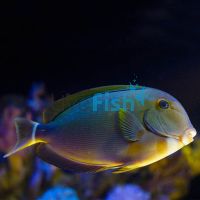 Ringtail Tang - Medium