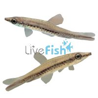 Rocket Tail Pencilfish - Wild Caught 4cm