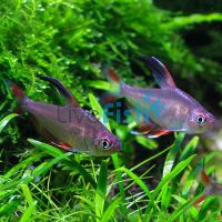 Rosy Tetra 4cm