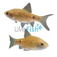 Rosy Barb 5cm