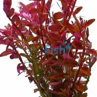 Rotala Colorata - Tissue Culture