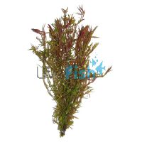 Rotala 'H'RA' - Submersed - Bunch