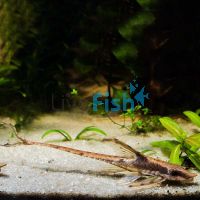 Royal Whiptail Catfish - Wild Caught 10cm