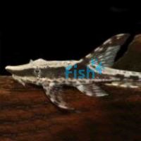 Royal Whiptail Catfish 15cm