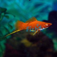 Ruby Red Eye Swordtail 5.5cm