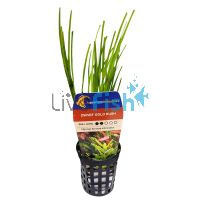 Rush Gold Dwarf - Bunch