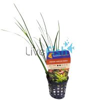 Rush Green Dwarf - Bunch