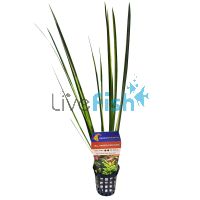 Rush Variegated Tall - Bunch