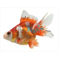 Assorted Ryukin 15cm