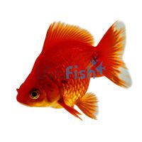 Ryukin Red - Short Tail 9cm