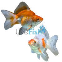 Ryukin Red & White 12cm