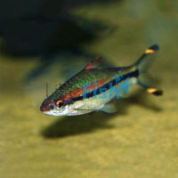 Red Line Torpedo Barb 5cm
